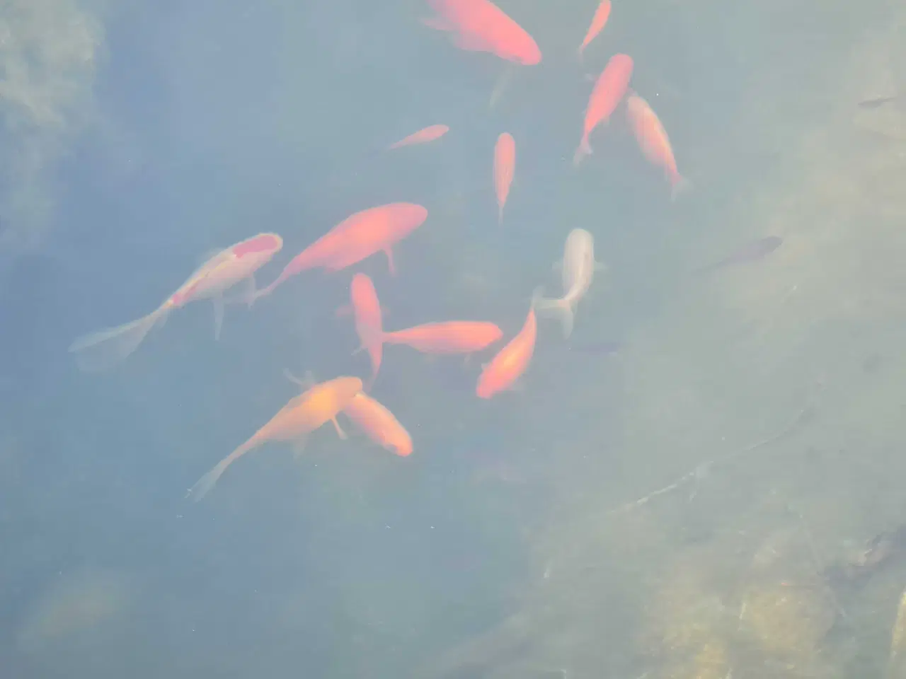 Billede 1 - Komplet filter og pumpe til havedam.