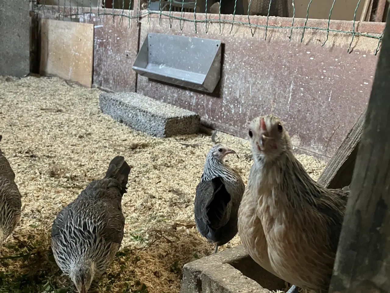 Billede 2 - Sølvhalsede Hollænder 