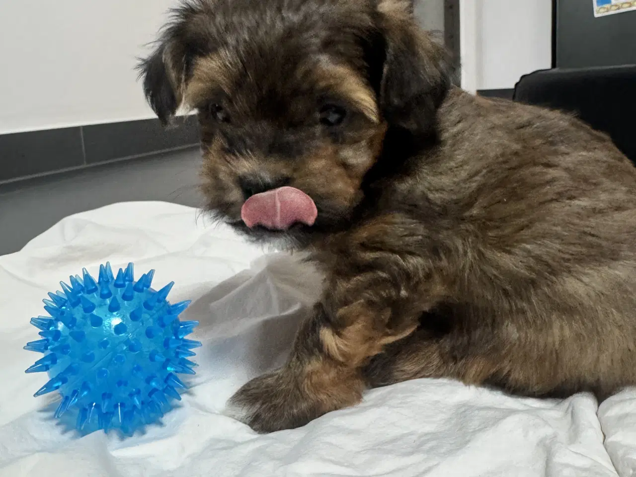 Billede 16 - Bichon havanaiser hvalpe med stamtavle 