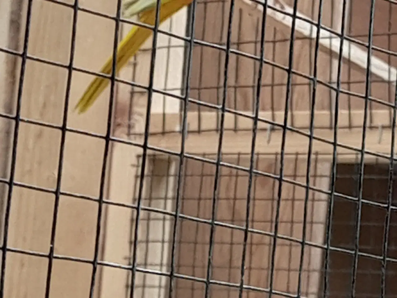 Billede 2 - Turkis Græsparakitter. 