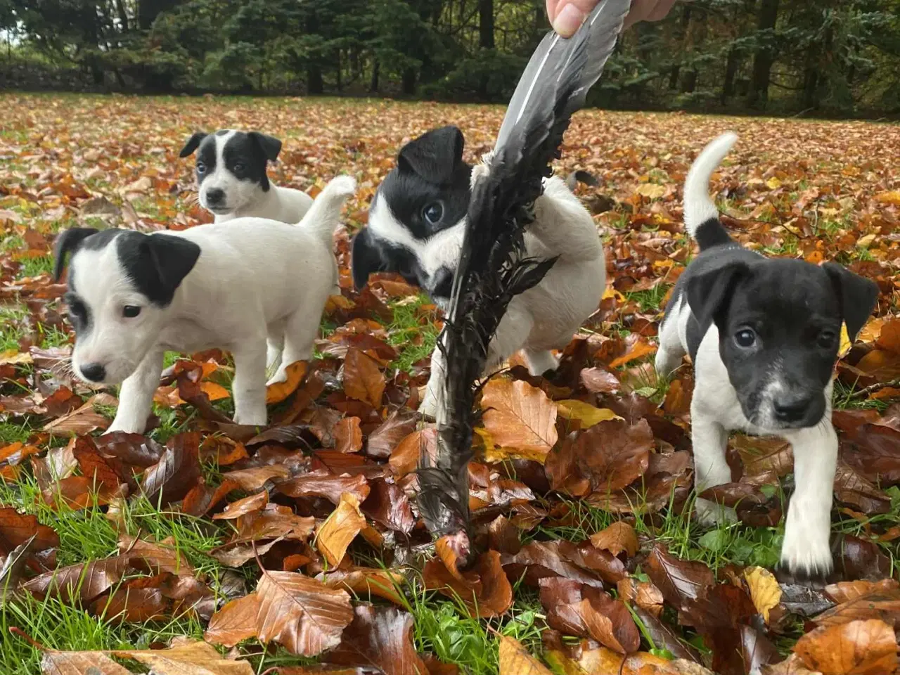 Billede 1 - Jack Russel hvalpe 