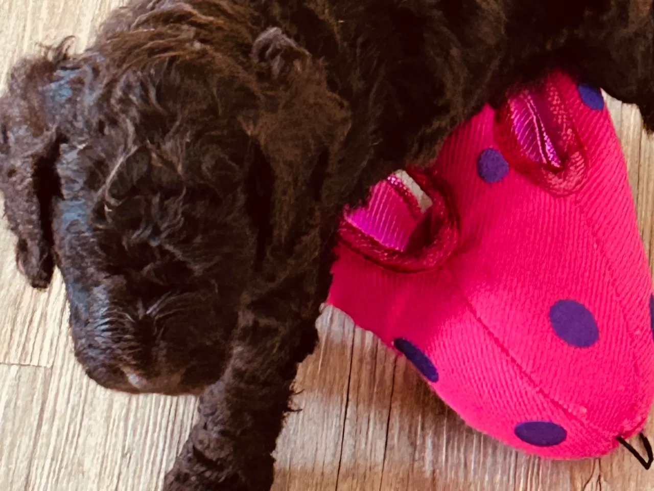 Billede 3 - Hundehvalp Cockerpoo 5 uger 
