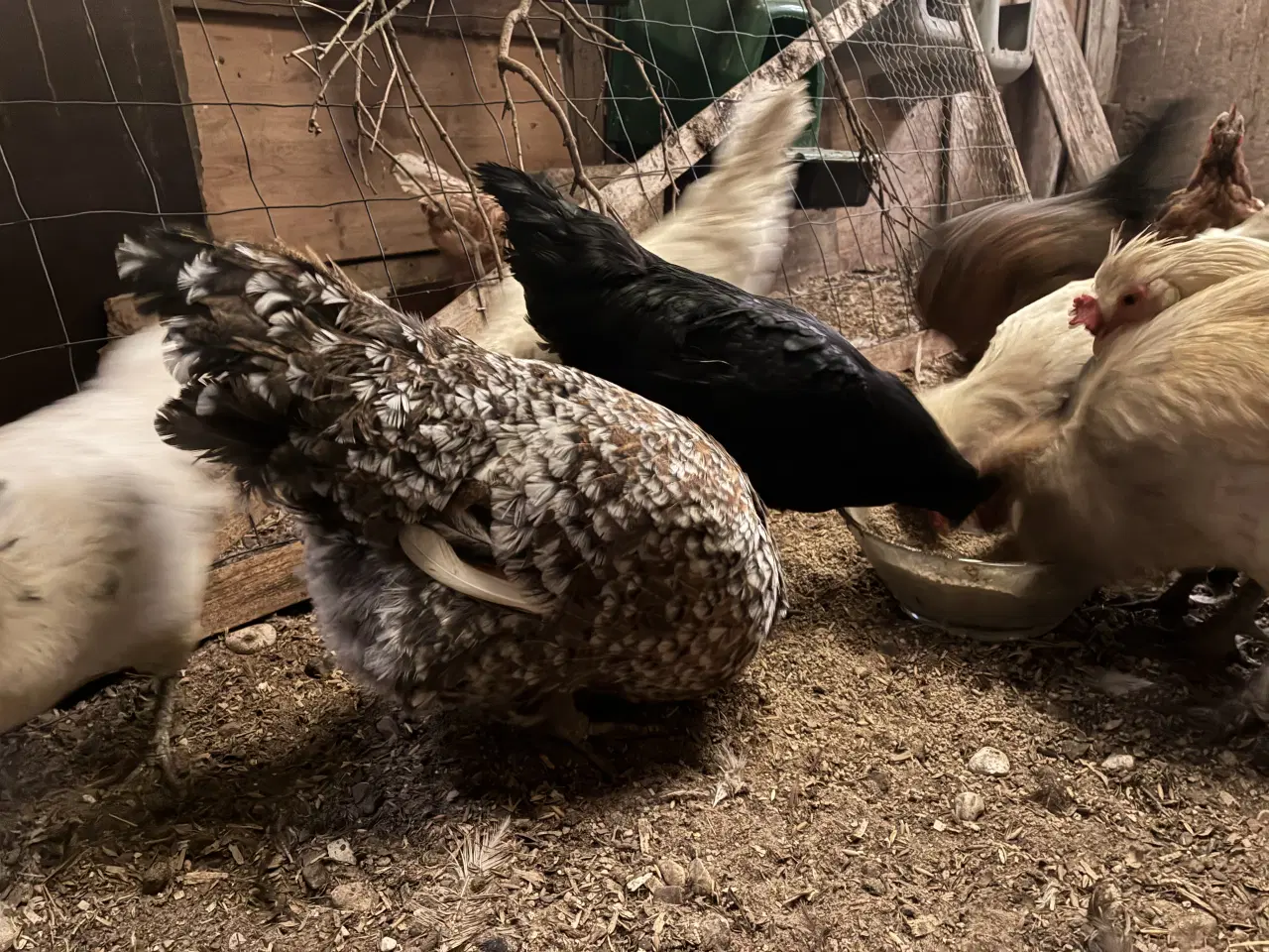 Billede 3 - Det år jeg byttede en race kat for en race høne