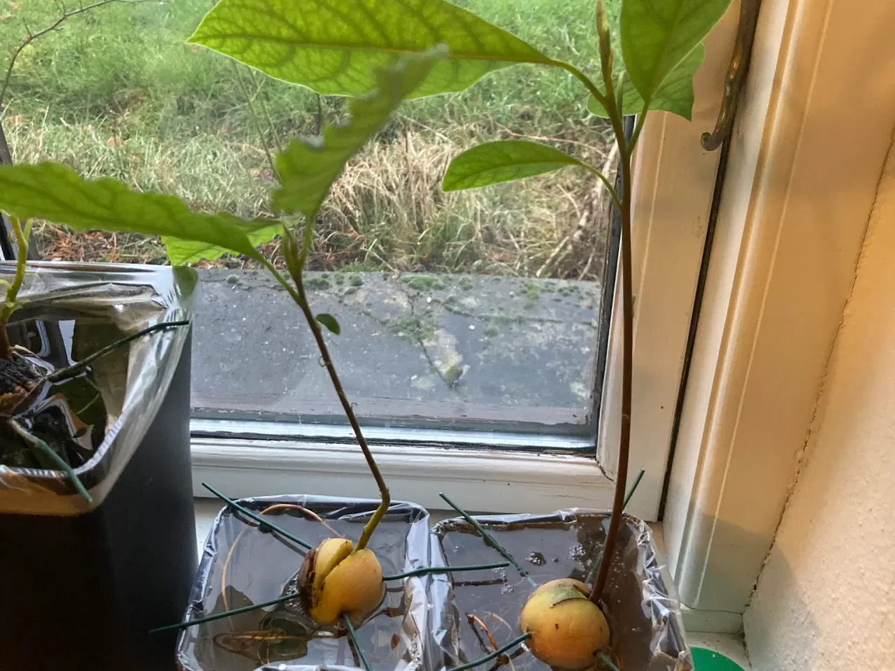 Billede 5 - Avokadoplante - flere stk