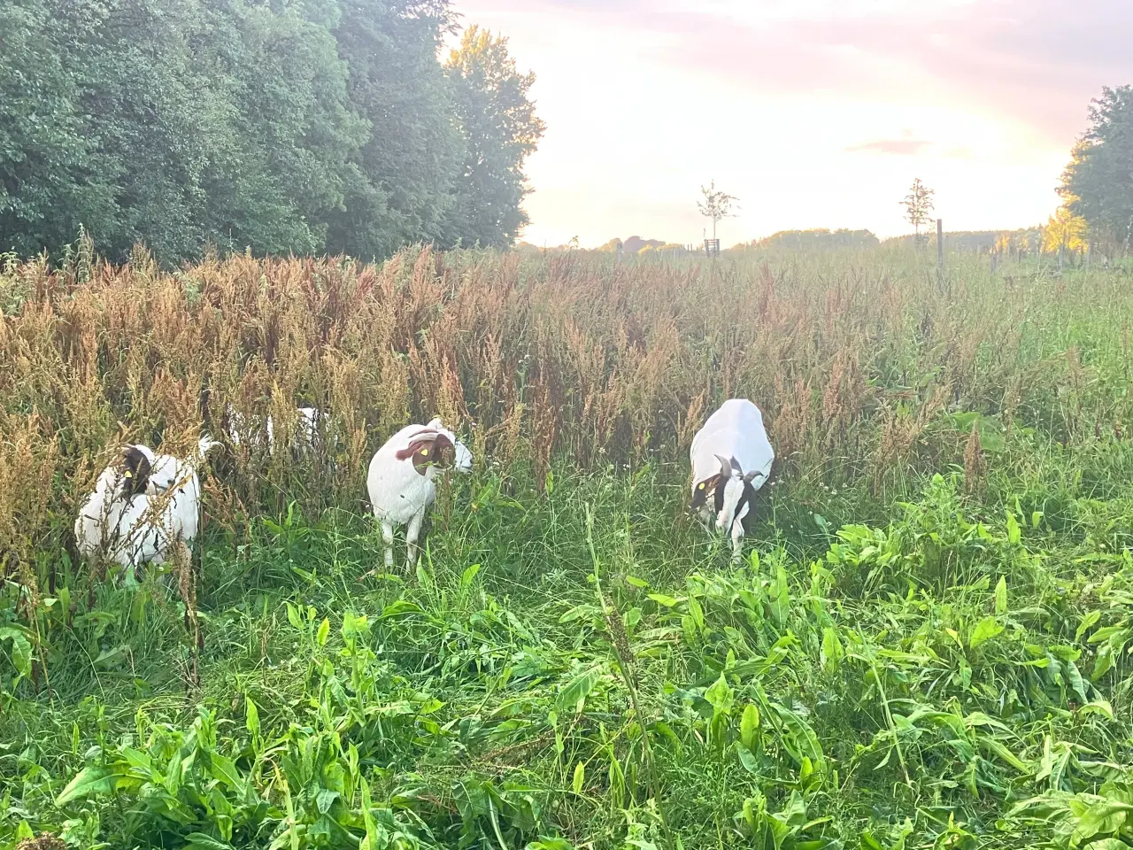 Billede 2 - Boergeder og bukke