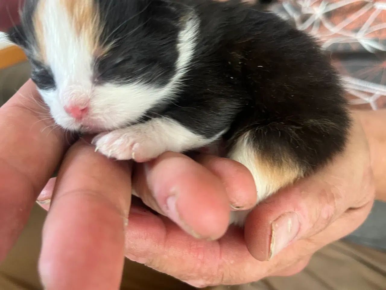 Billede 1 - Katte