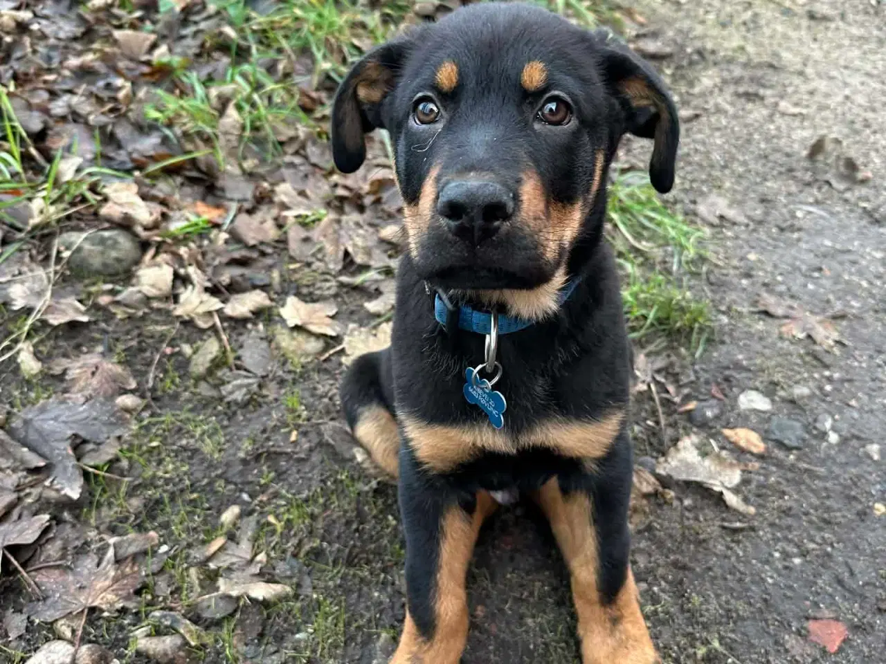 Billede 3 - Rottwailer/schæfer 