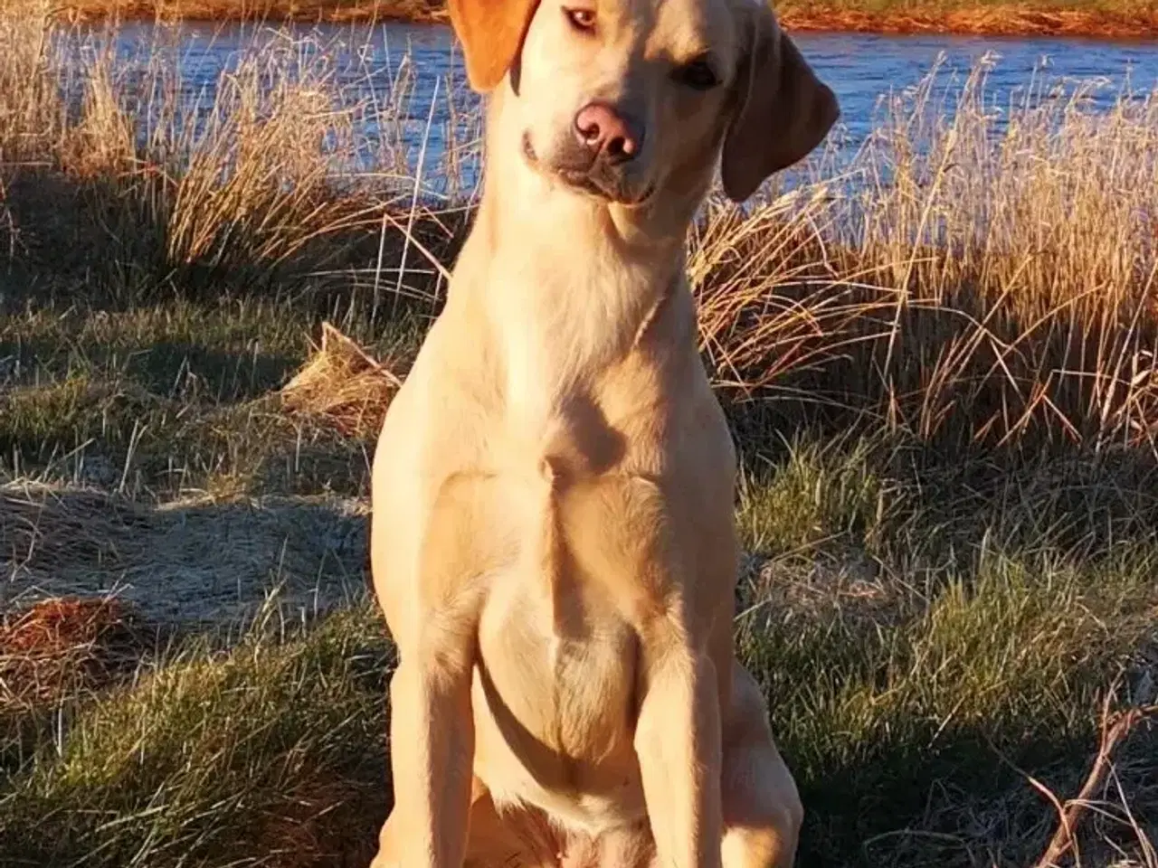 Billede 7 - Formel 1 labrador