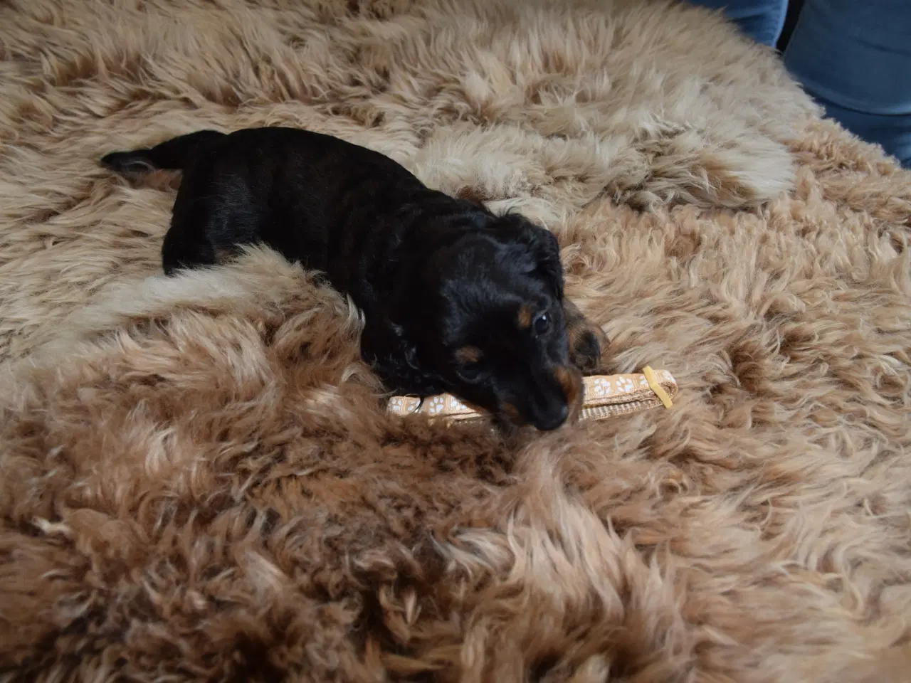 Billede 5 - Langhåret miniature gravhunde