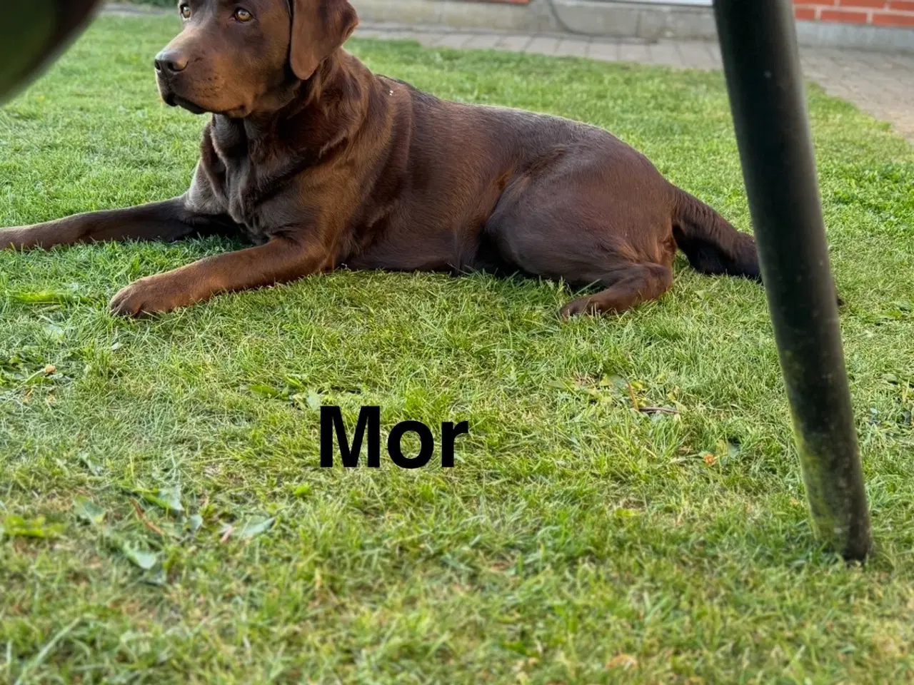 Billede 2 - Brune Labrador hvalpe