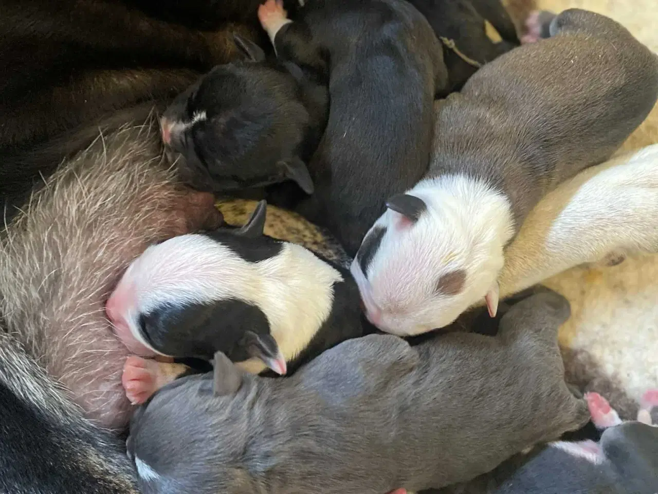 Billede 3 - Old english bulldog 