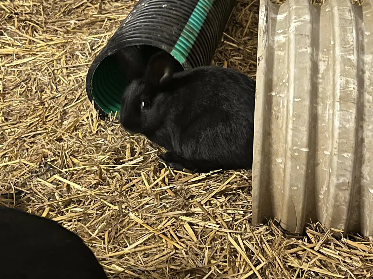 Billede 4 - Kaniner søger nyt hjem