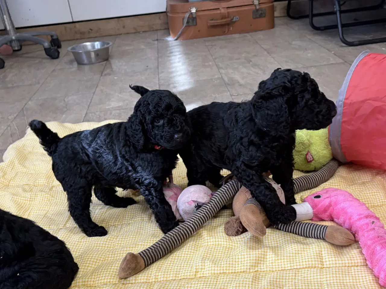 Billede 2 - Ægte mellem/ stor puddel babyer 