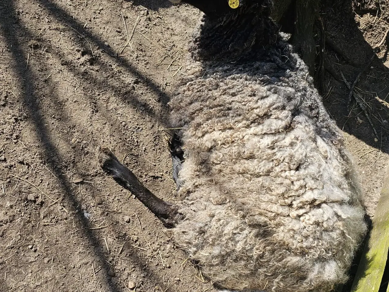 Billede 1 - Gotlænder med 2 lam sælges