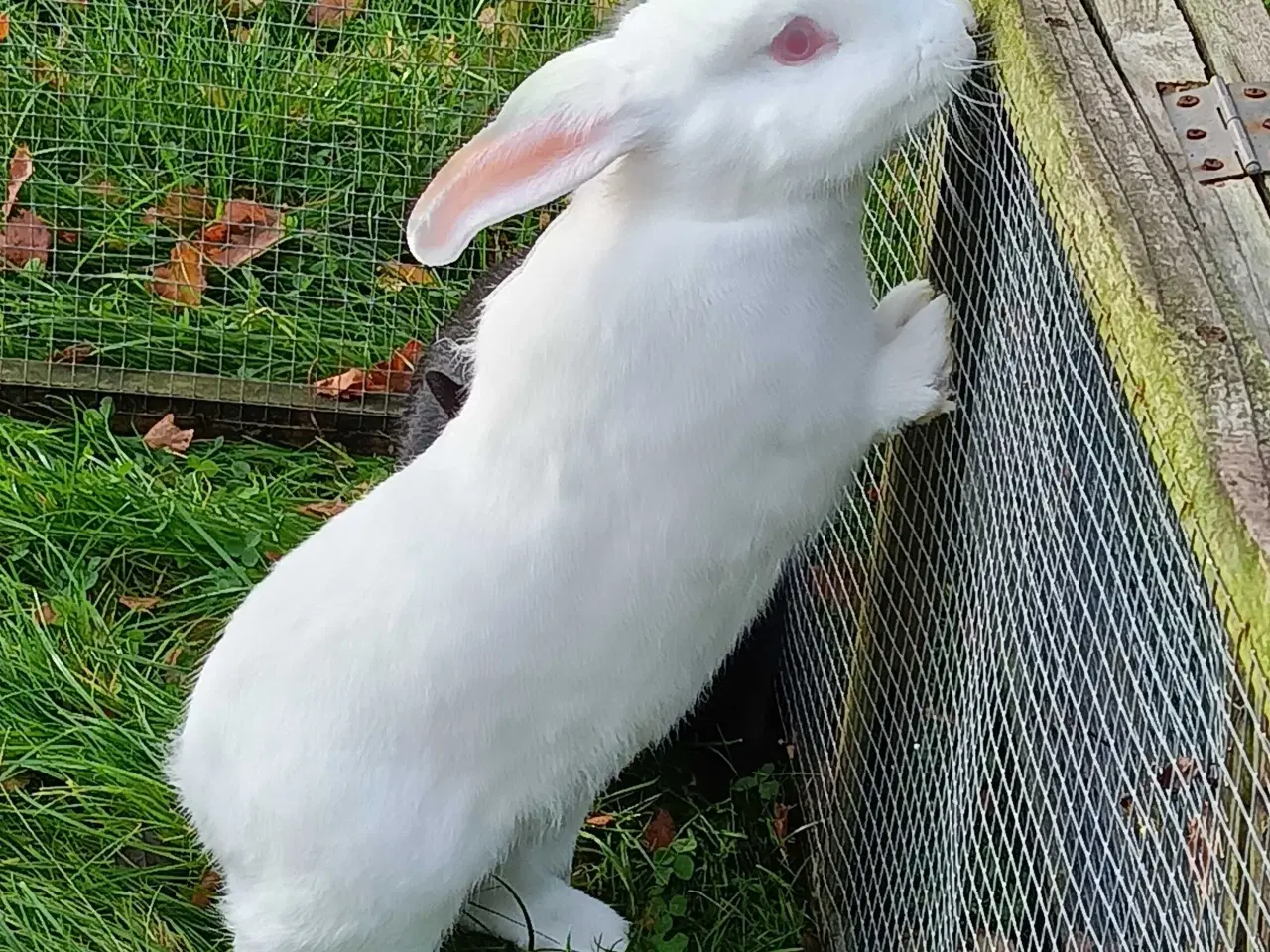 Billede 10 - Hvid Land/Holland