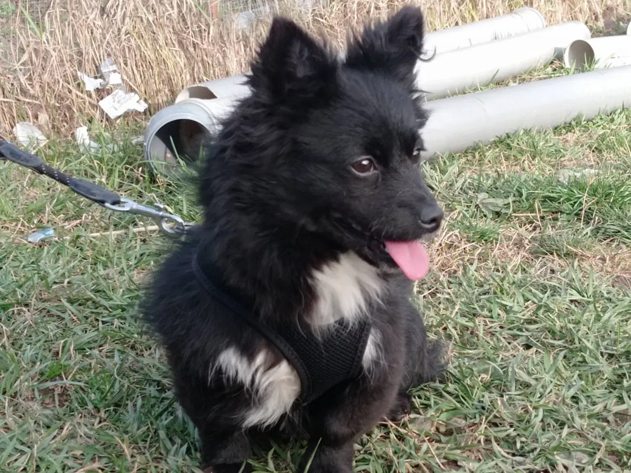 Billede 3 - Nikita - 5 kg