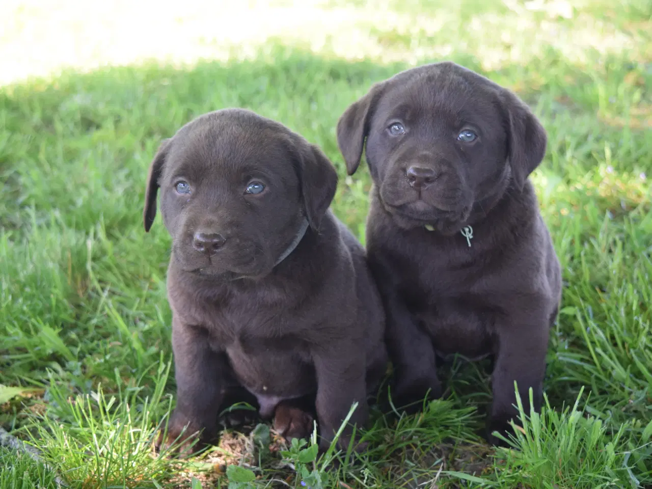 Billede 1 - Brune Labrador-hvalpe med DKK-stambog