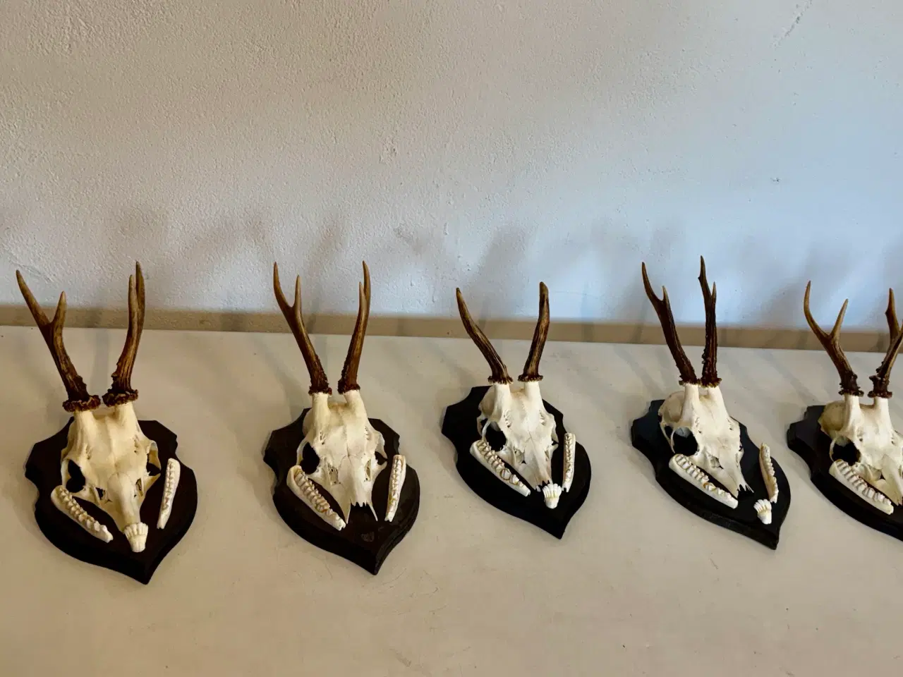 Billede 3 - Jagttrofæ sælges 
