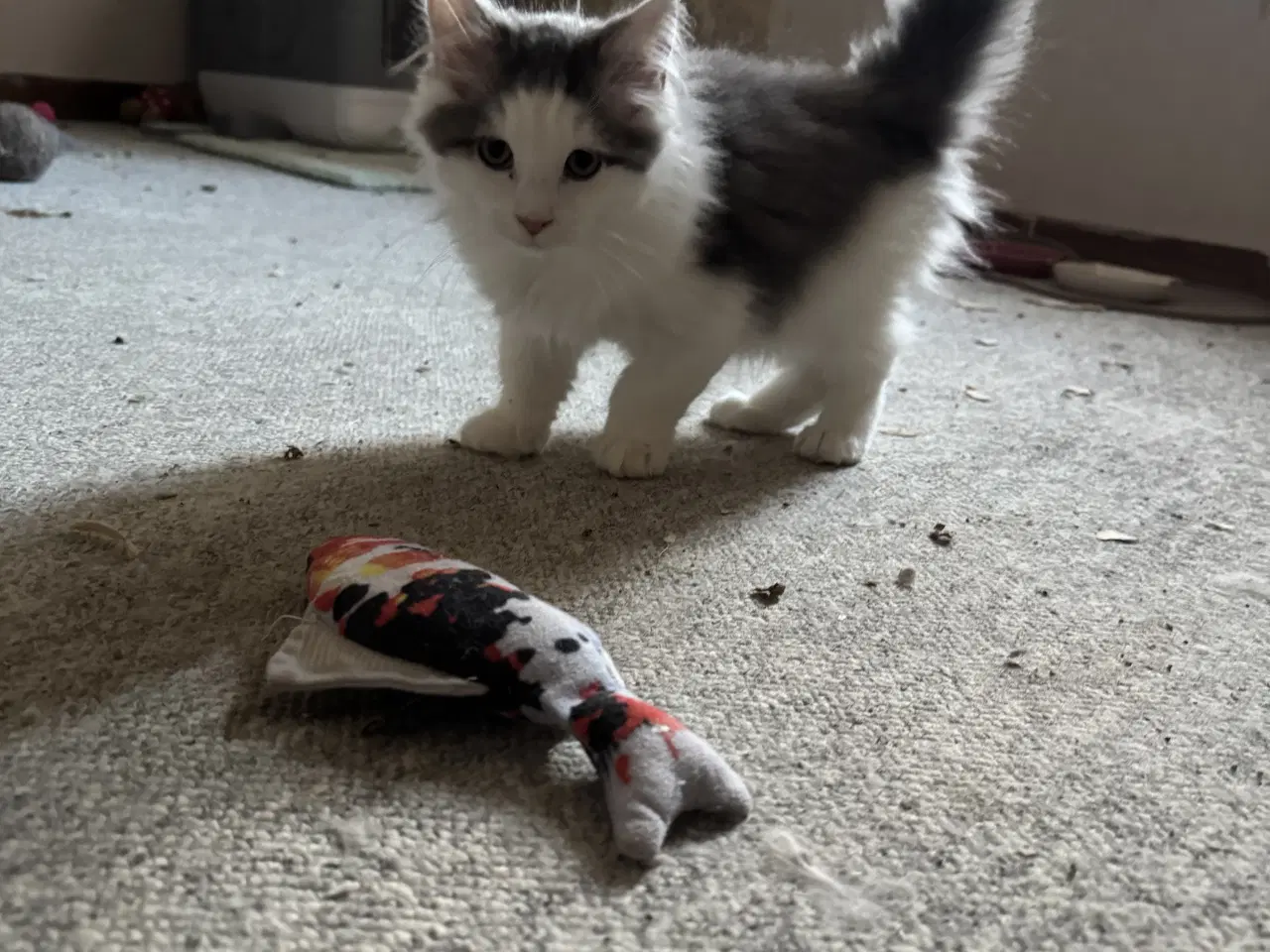 Billede 2 - Maine Coon blandings hankilling sælges 