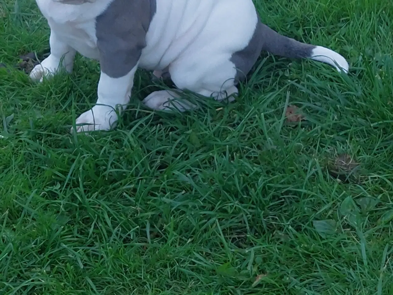 Billede 6 - American bully hvalpe 