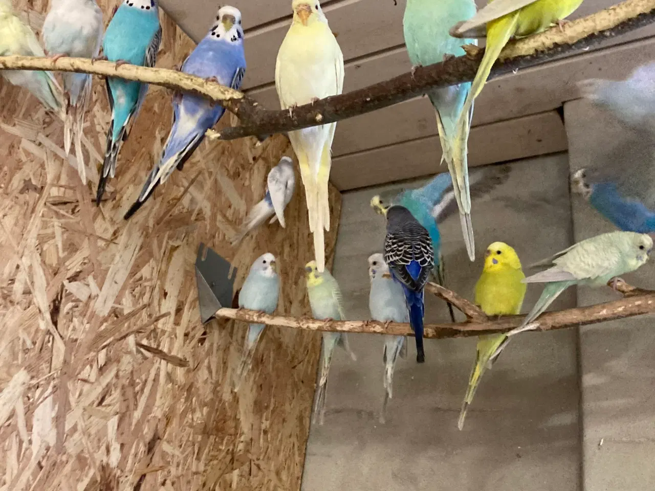 Billede 2 - Flotte undulater som er i Volier fra 75-100kr stk 