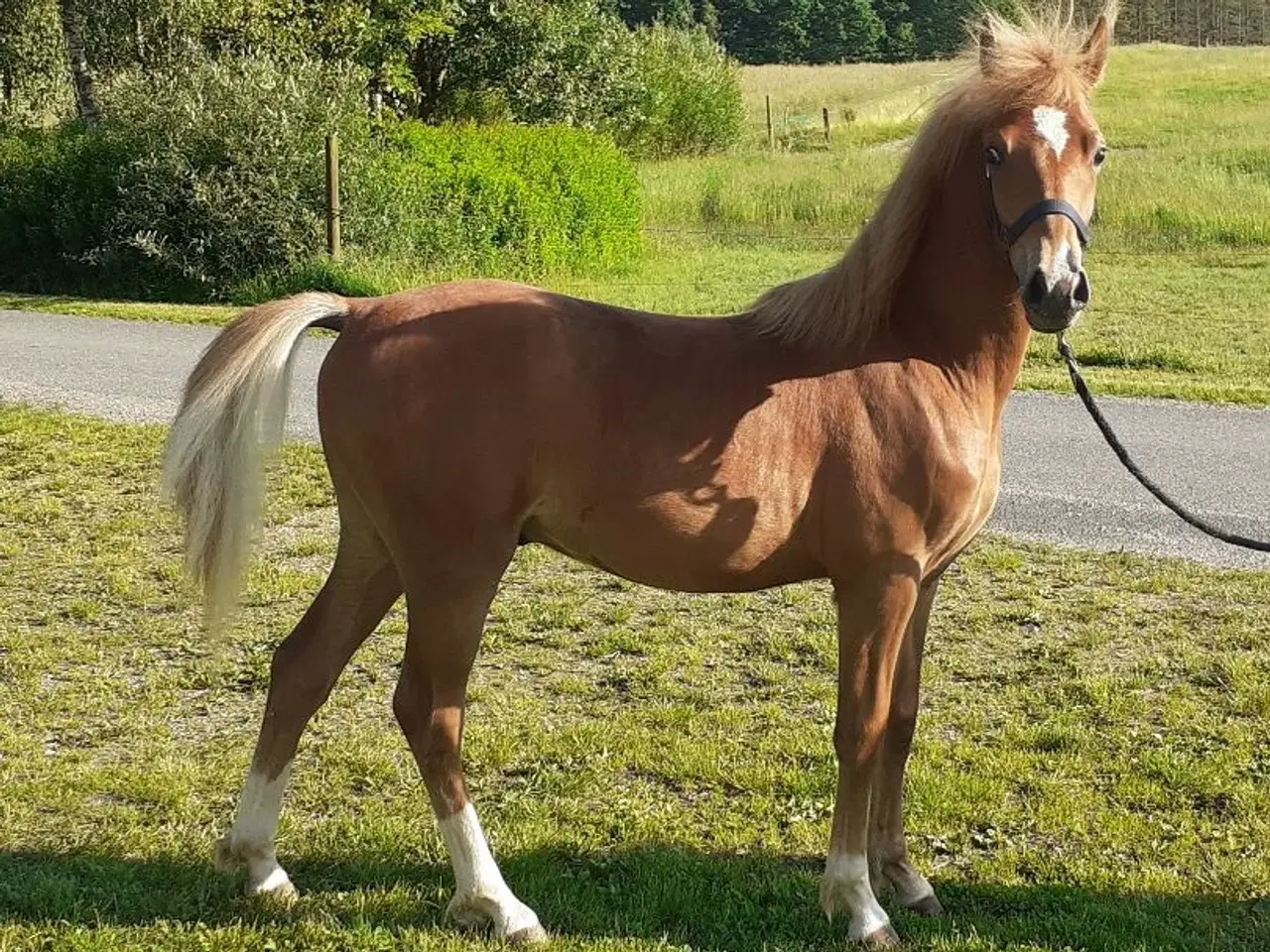 Billede 10 - Pony ,Pinto /araber hingst plag 