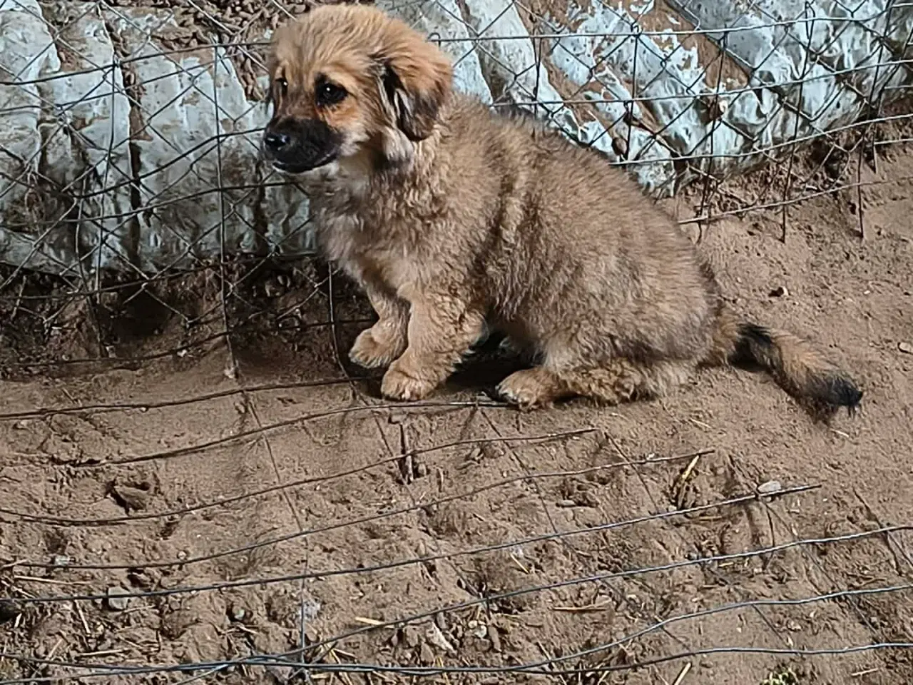 Billede 7 - Hvalpen Pjuske søger en kærlig familie