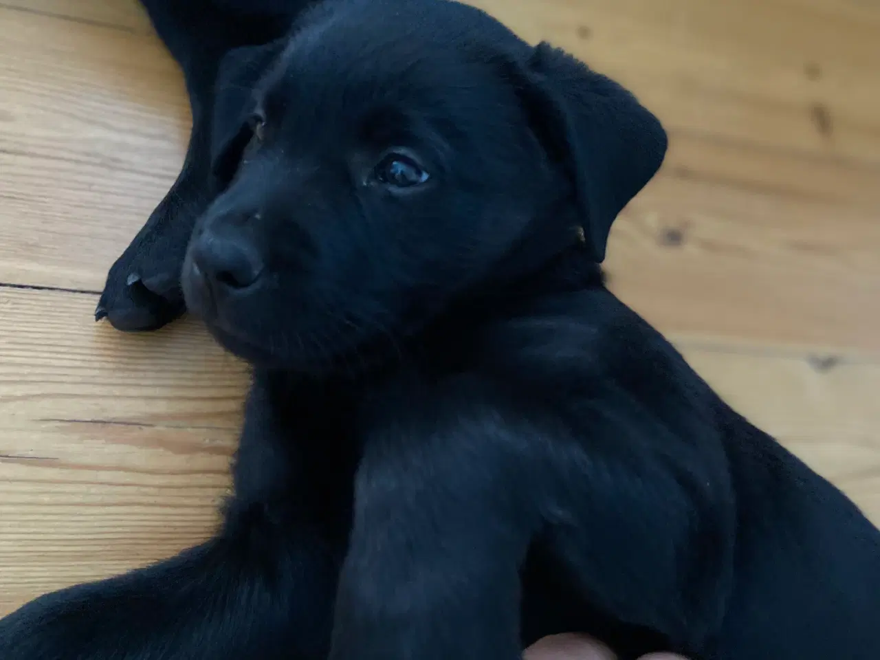 Billede 3 - 75% Labrador/ 25%rottweiler hvalp 