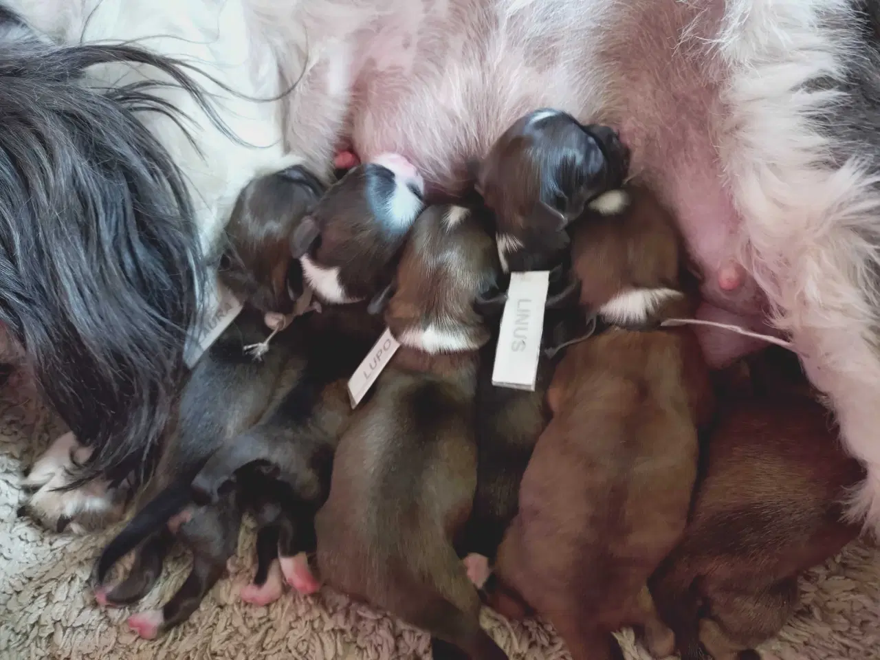 Billede 3 - Lhasa apso hvalpe med stambog