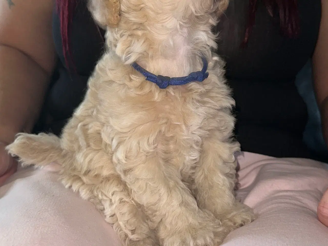 Billede 2 - Maltipoo F1 hvalpe