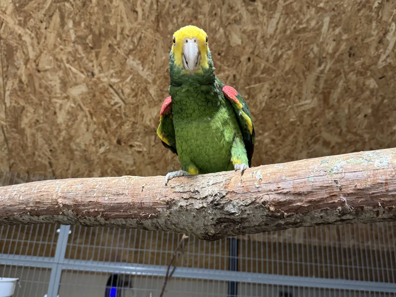 Billede 3 - Gulhovedet amazone 1.1 