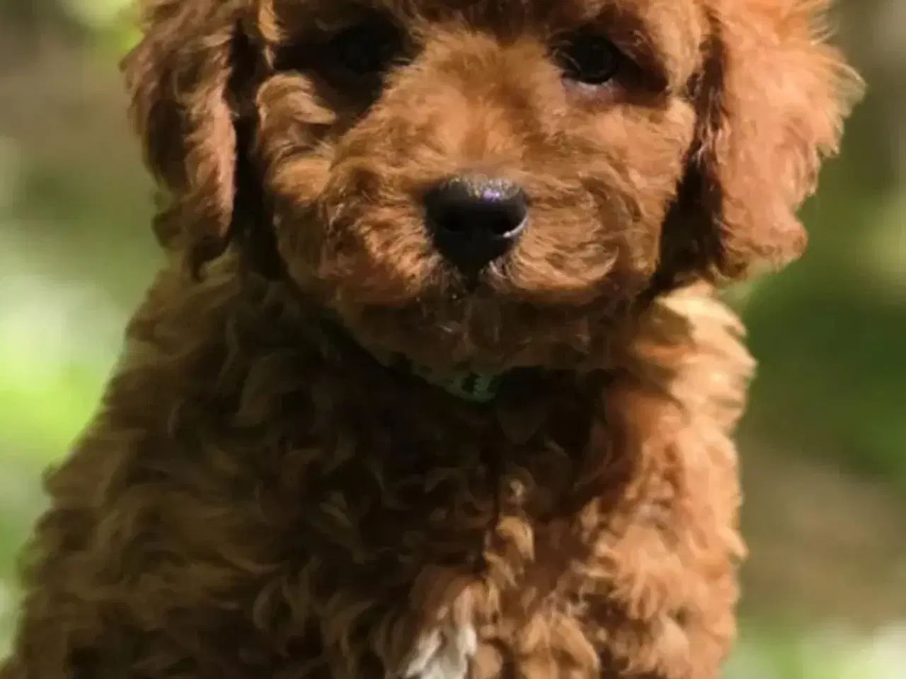 Billede 2 - Cavapoo F1B