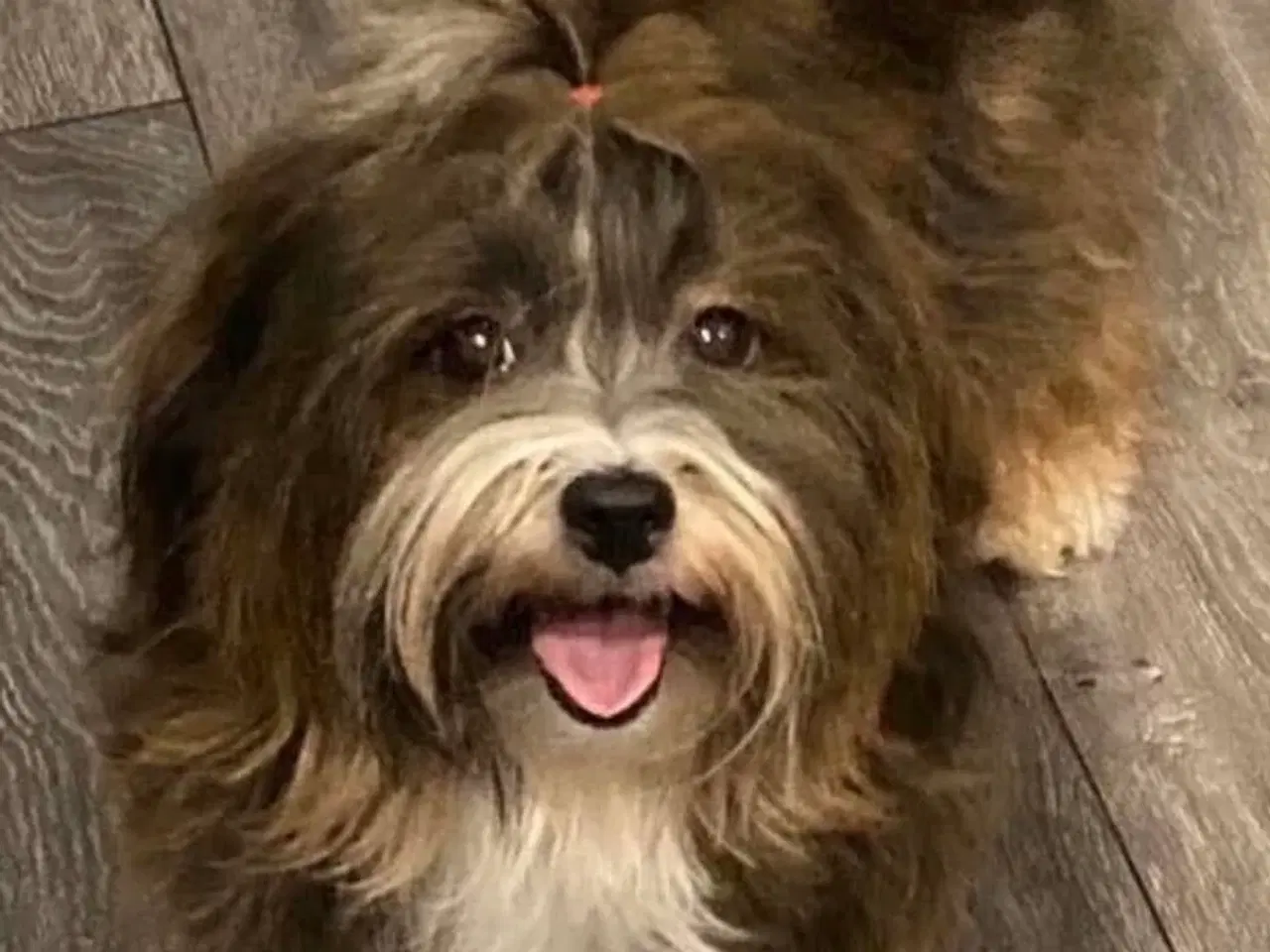 Billede 2 - Bichon havanais hvalp