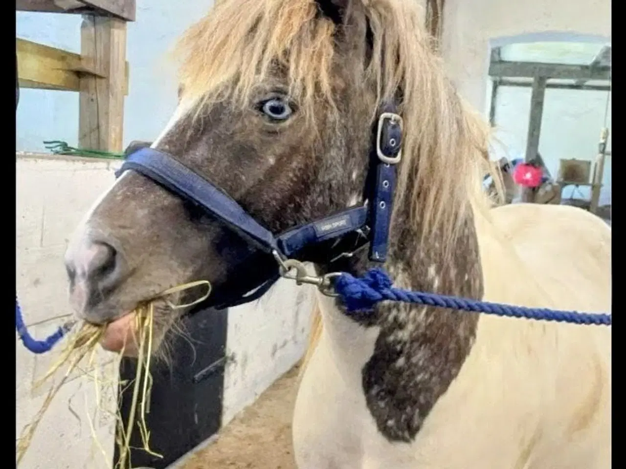 Billede 2 - Shetland blænding