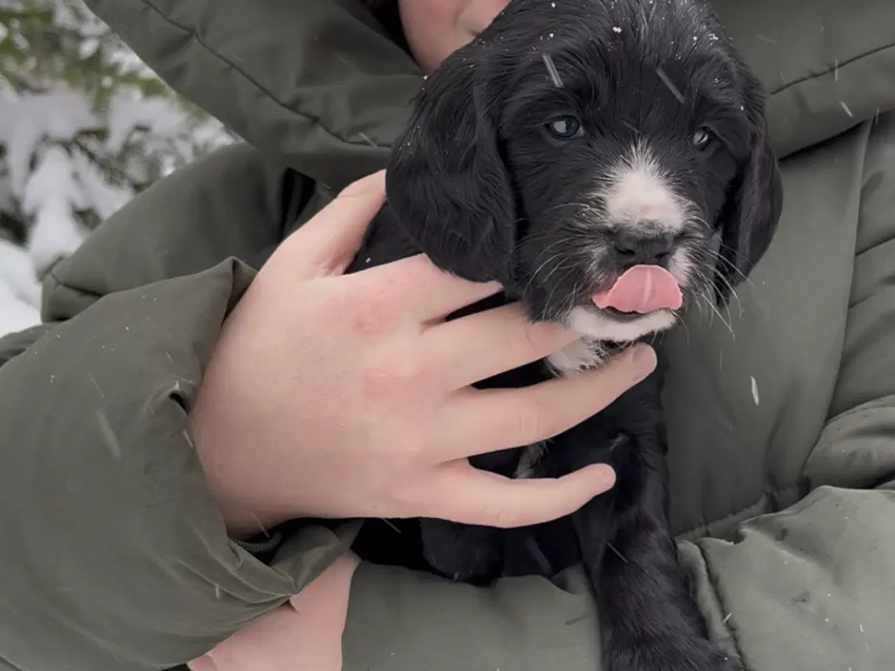 Billede 7 - Working Spaniel (FT)