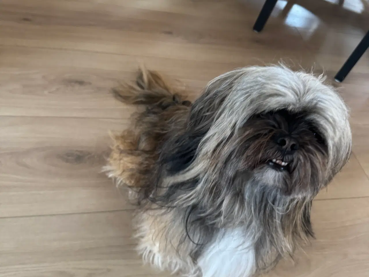 Billede 3 - Lhasa apso han 