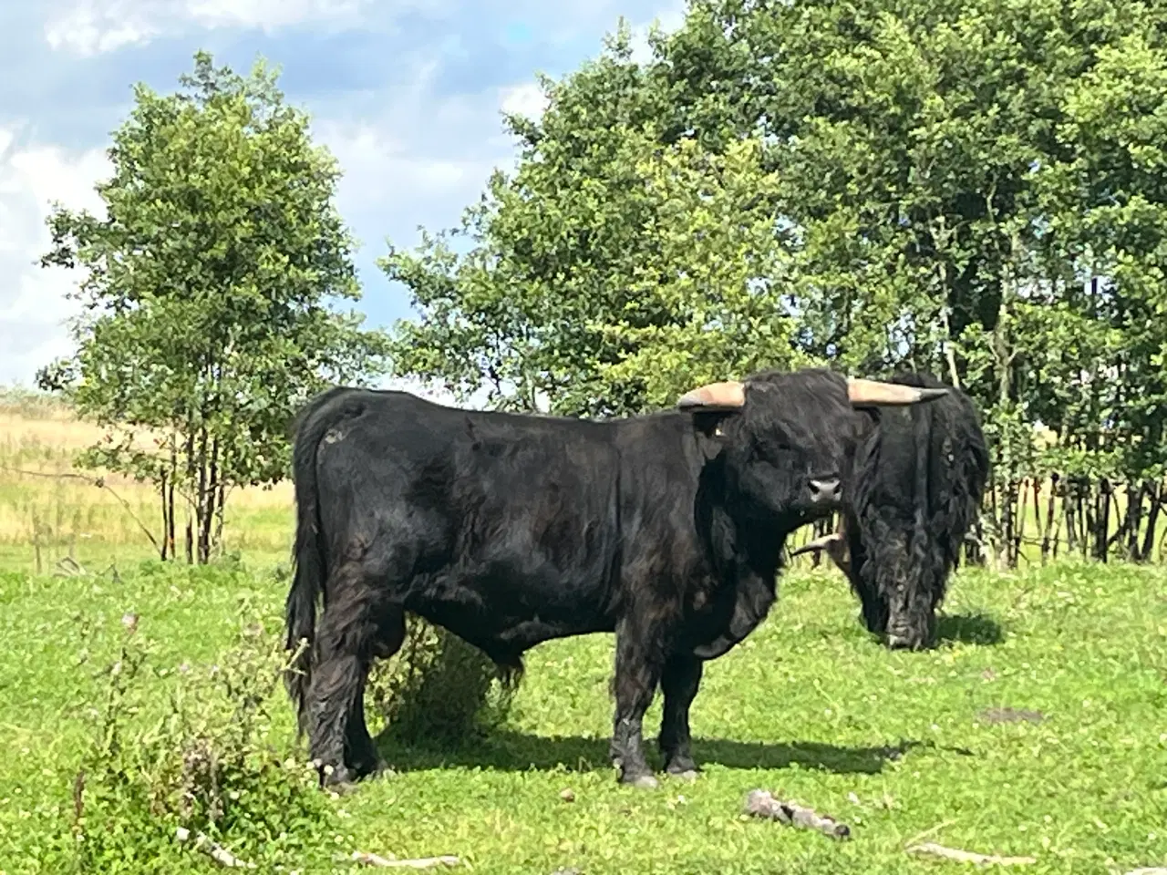 Billede 5 - Skotsk Højlandskvæg (ØKOLOGISK!), flere dyr haves