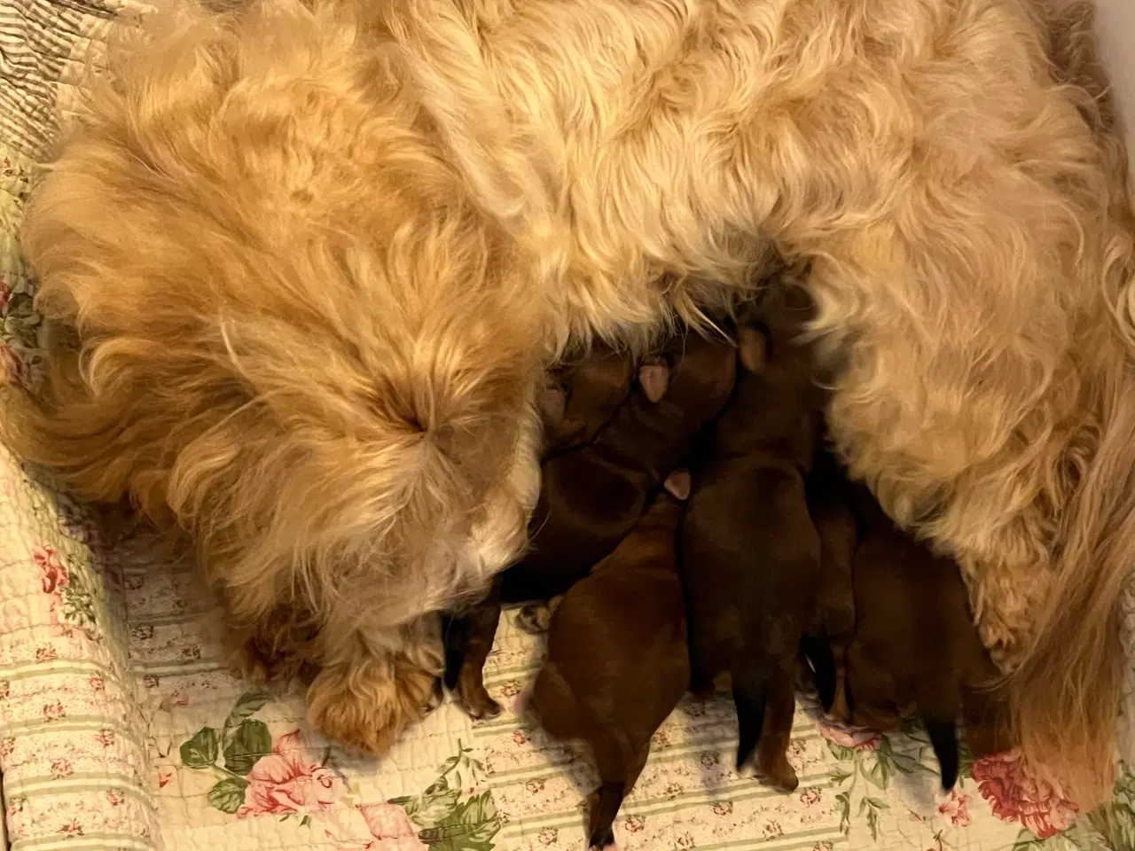 Billede 4 - ❣️Sødeste Bichon Havanais ❣️