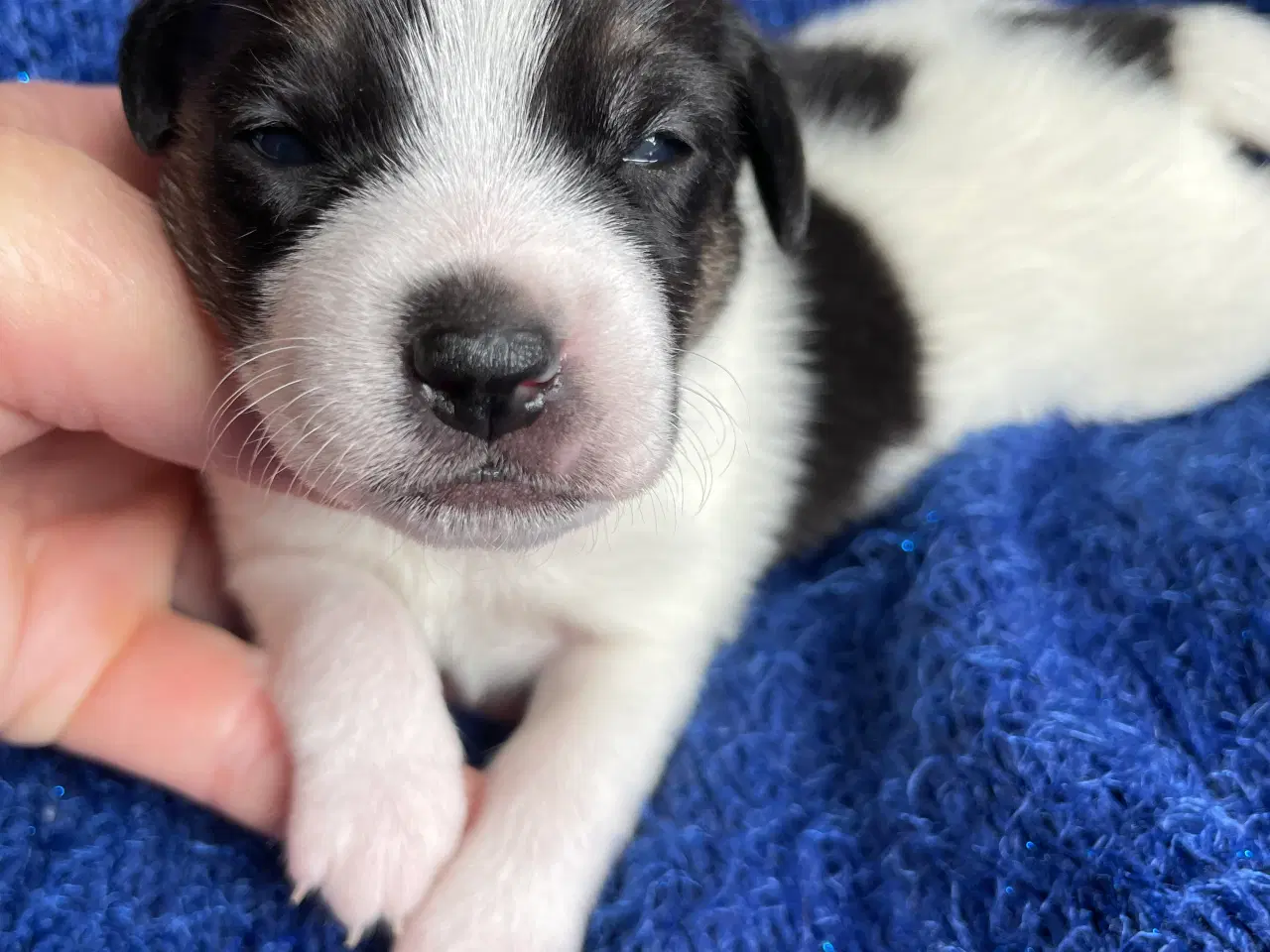 Billede 2 - Dansk svensk Gårdhunde hvalpe 