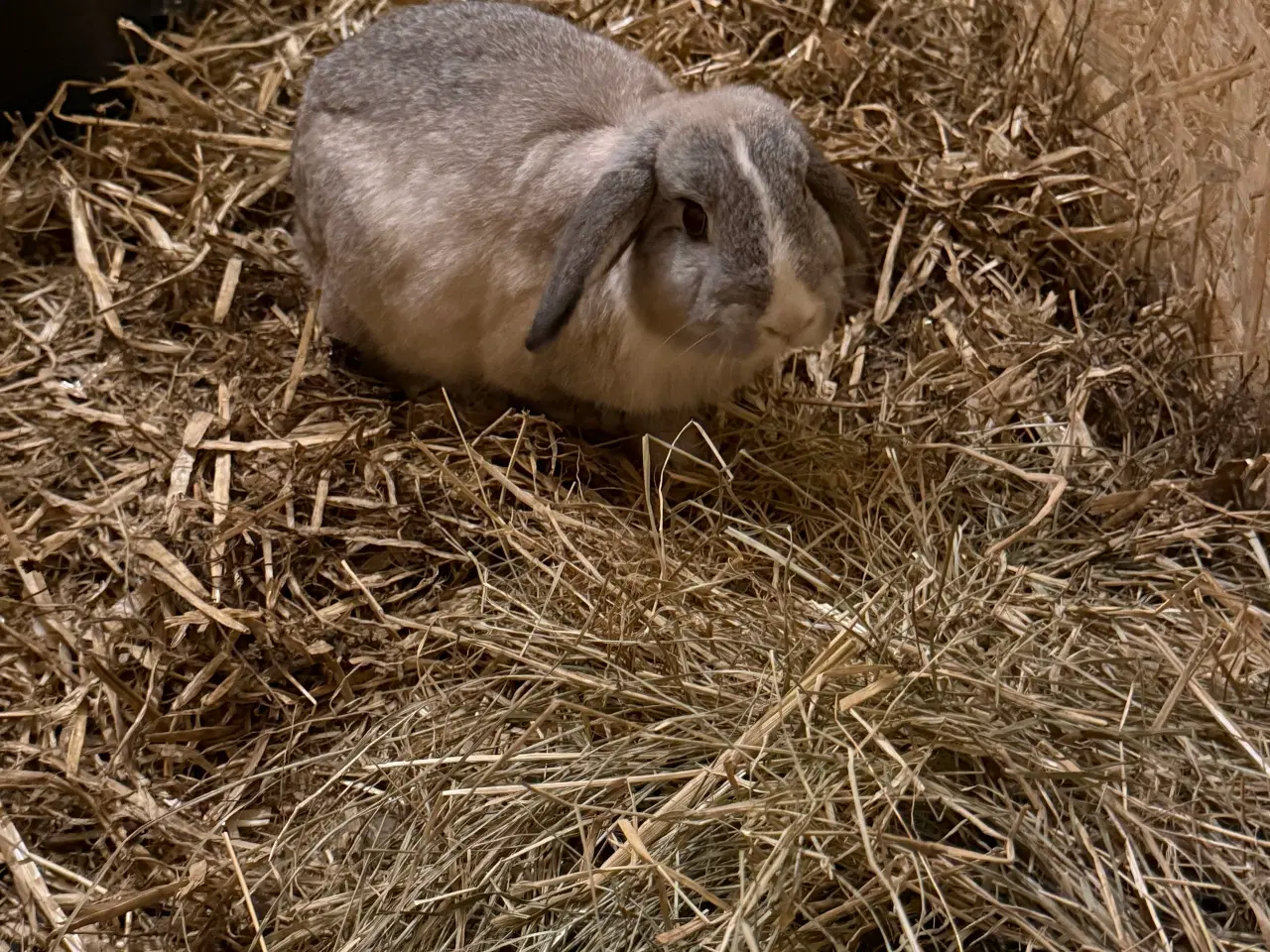 Billede 2 - Tam kanin