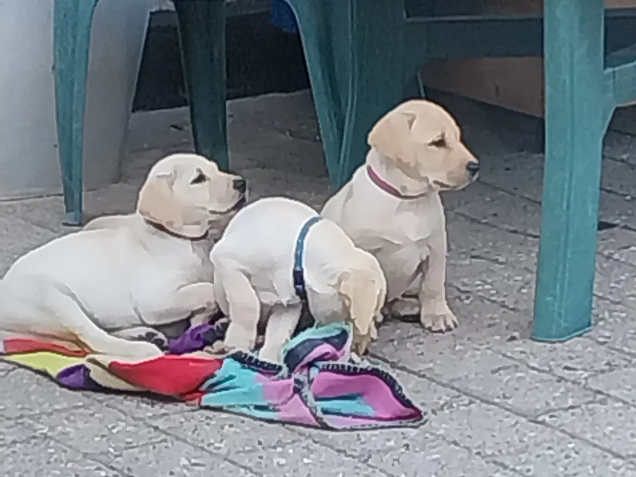 Billede 7 - Gule labrador hvalpe.