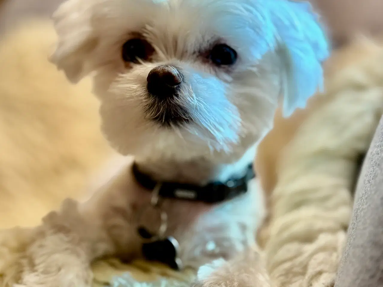 Billede 1 - Avlshan Mini Malteser. Røntgen, øjenlyst, dna test