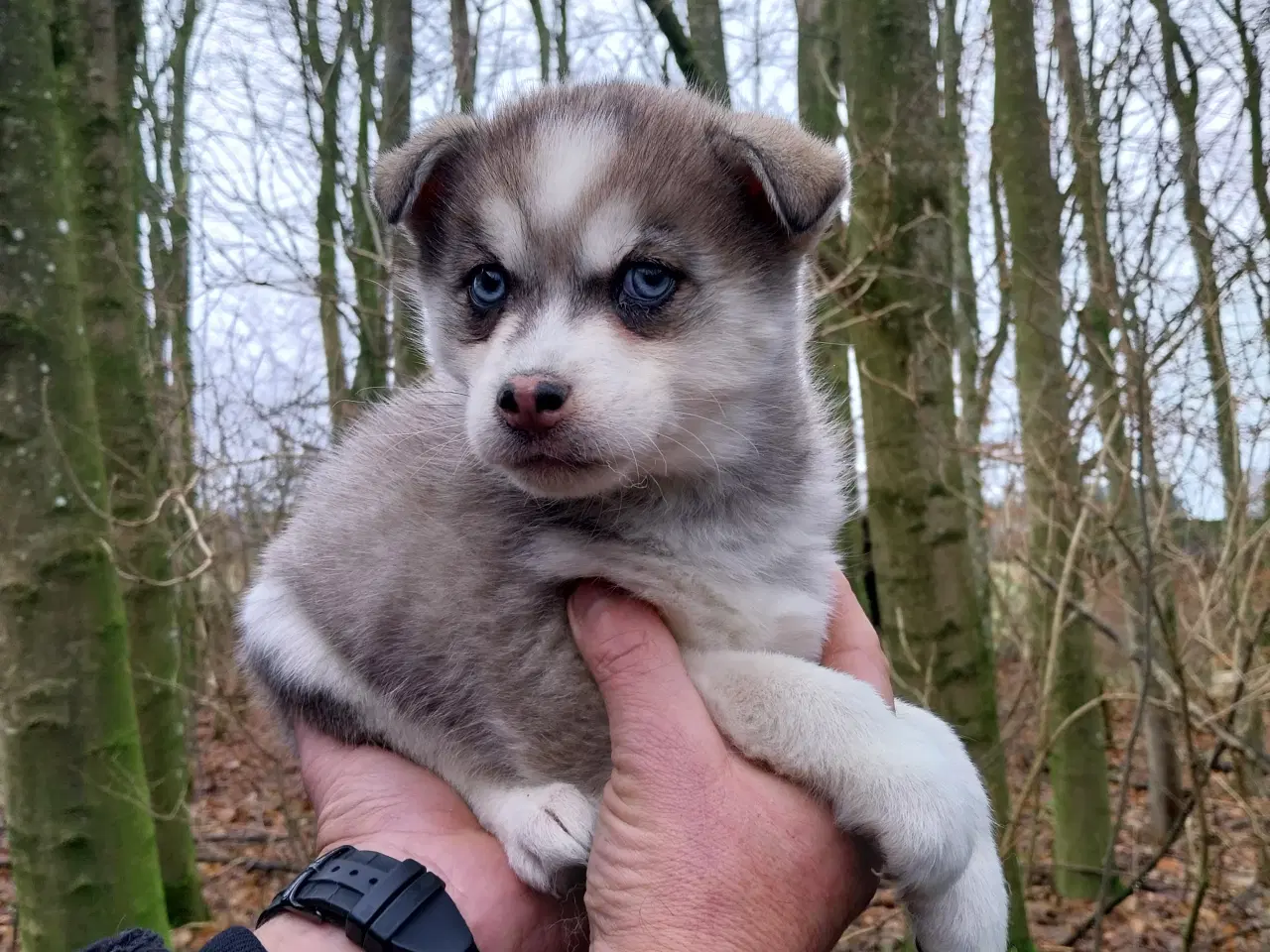 Billede 1 - Husky hvalpe 