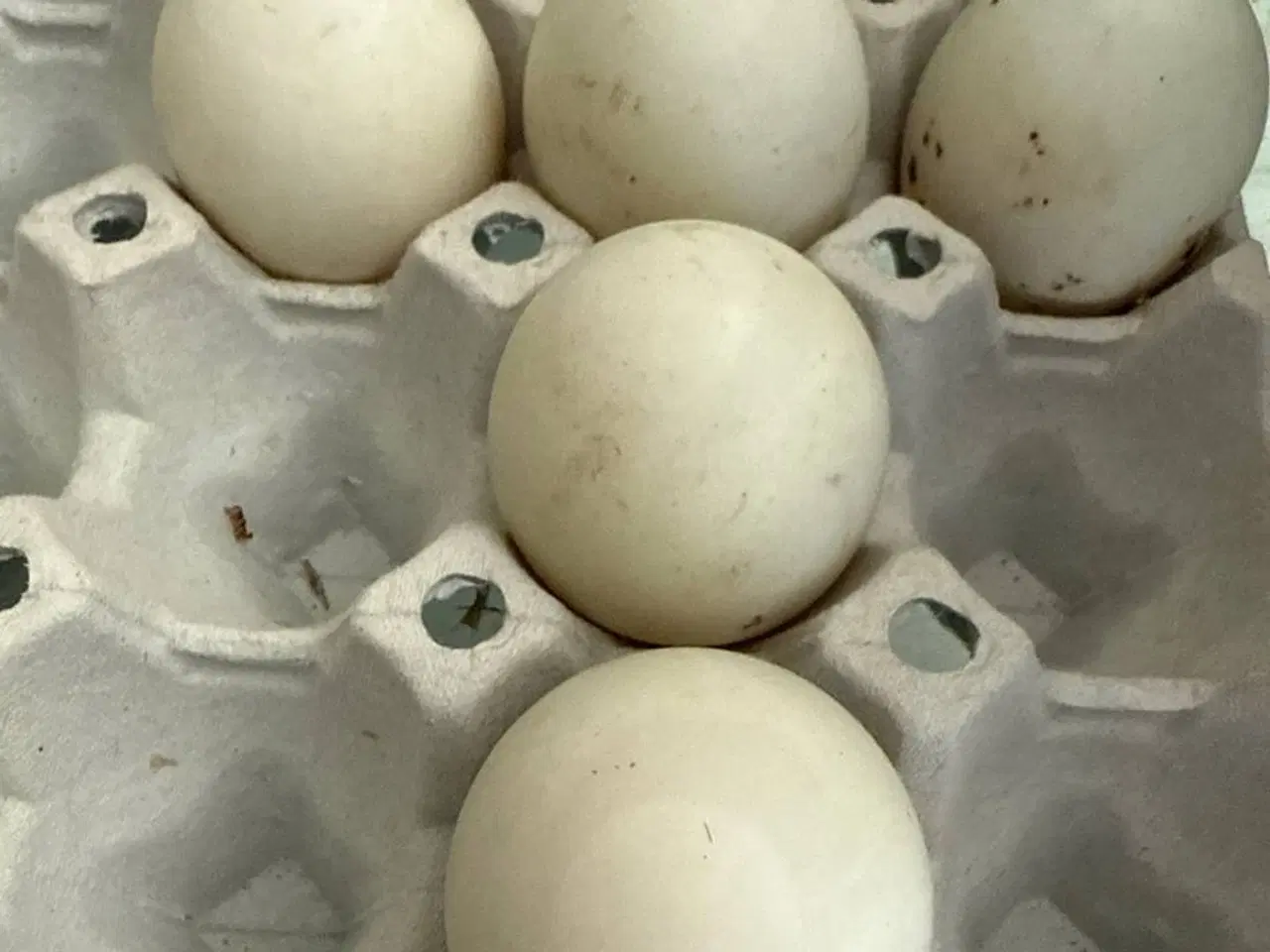 Billede 1 - 10 andeæg til salg i 6818