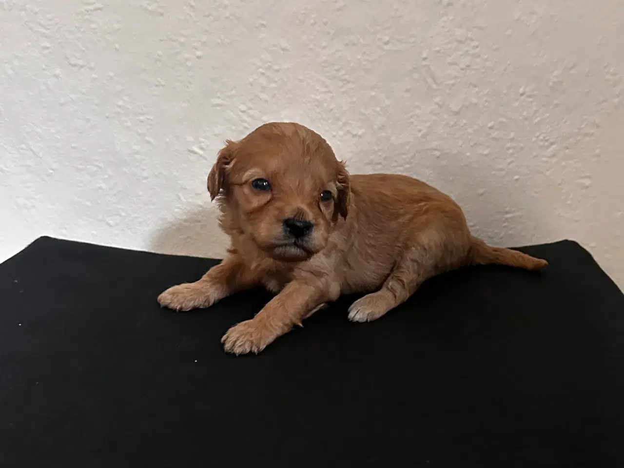 Billede 2 - Cavapoo