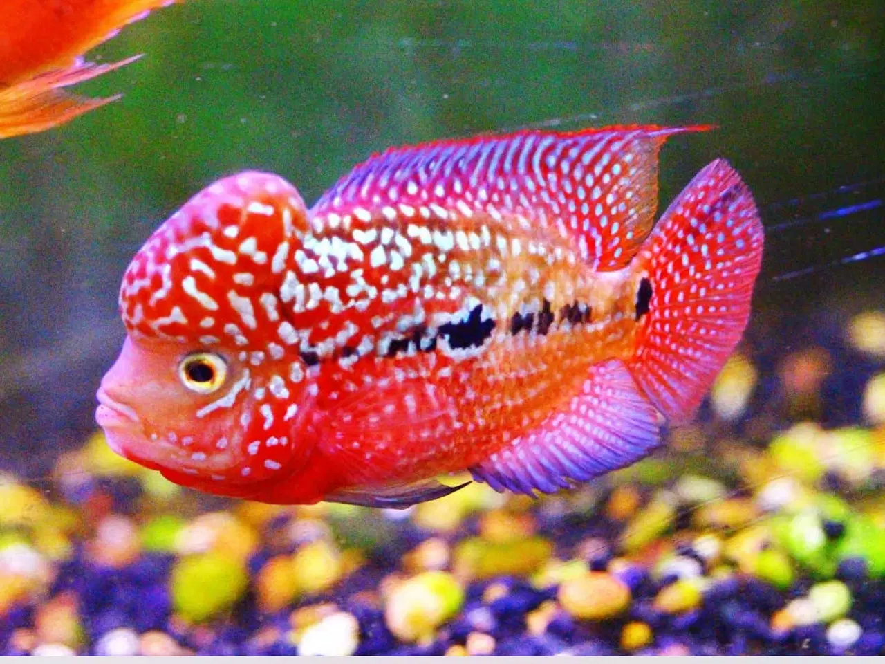 Billede 2 - Flowerhorn 