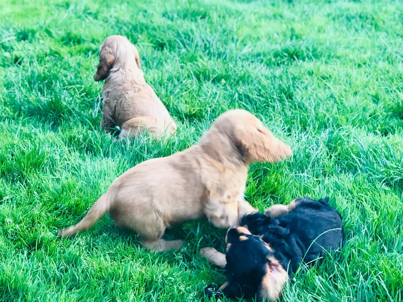 Billede 4 - Engelsk Cocker spaniel