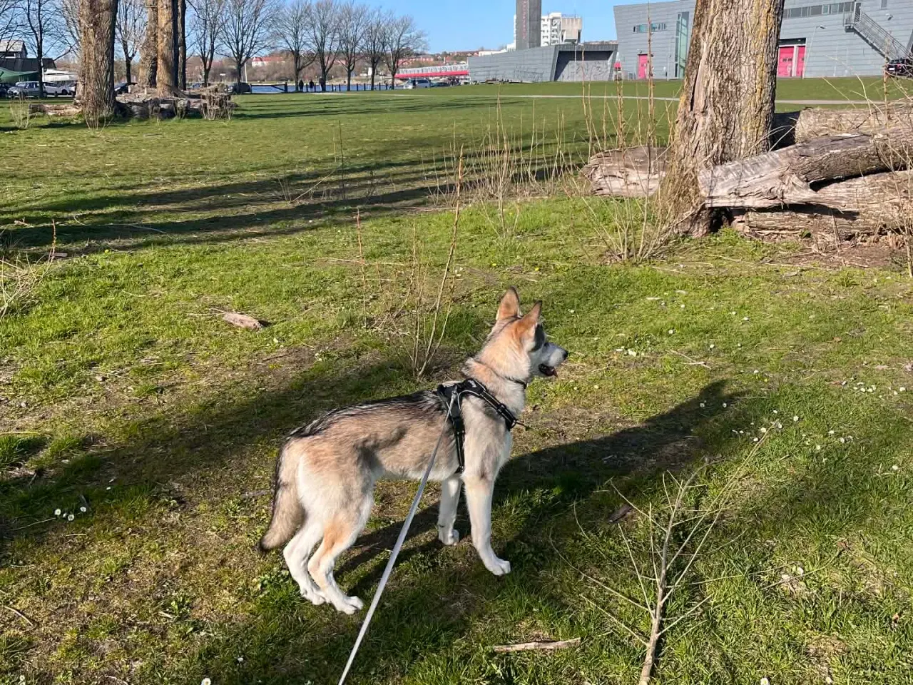 Billede 2 - Nova (Schæfer/Husky)