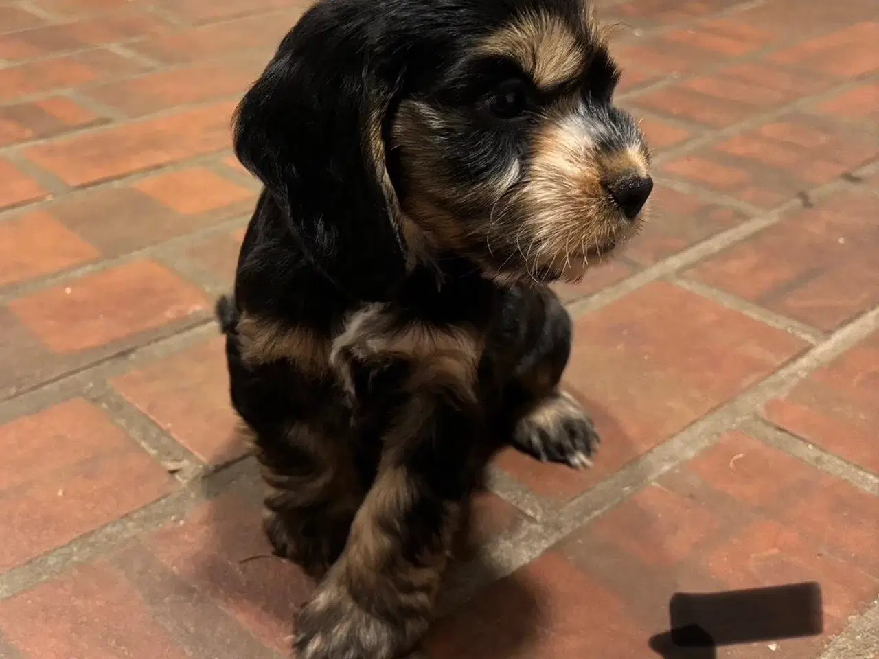 Billede 10 - Cocker spaniel - Blandings hvalpe 