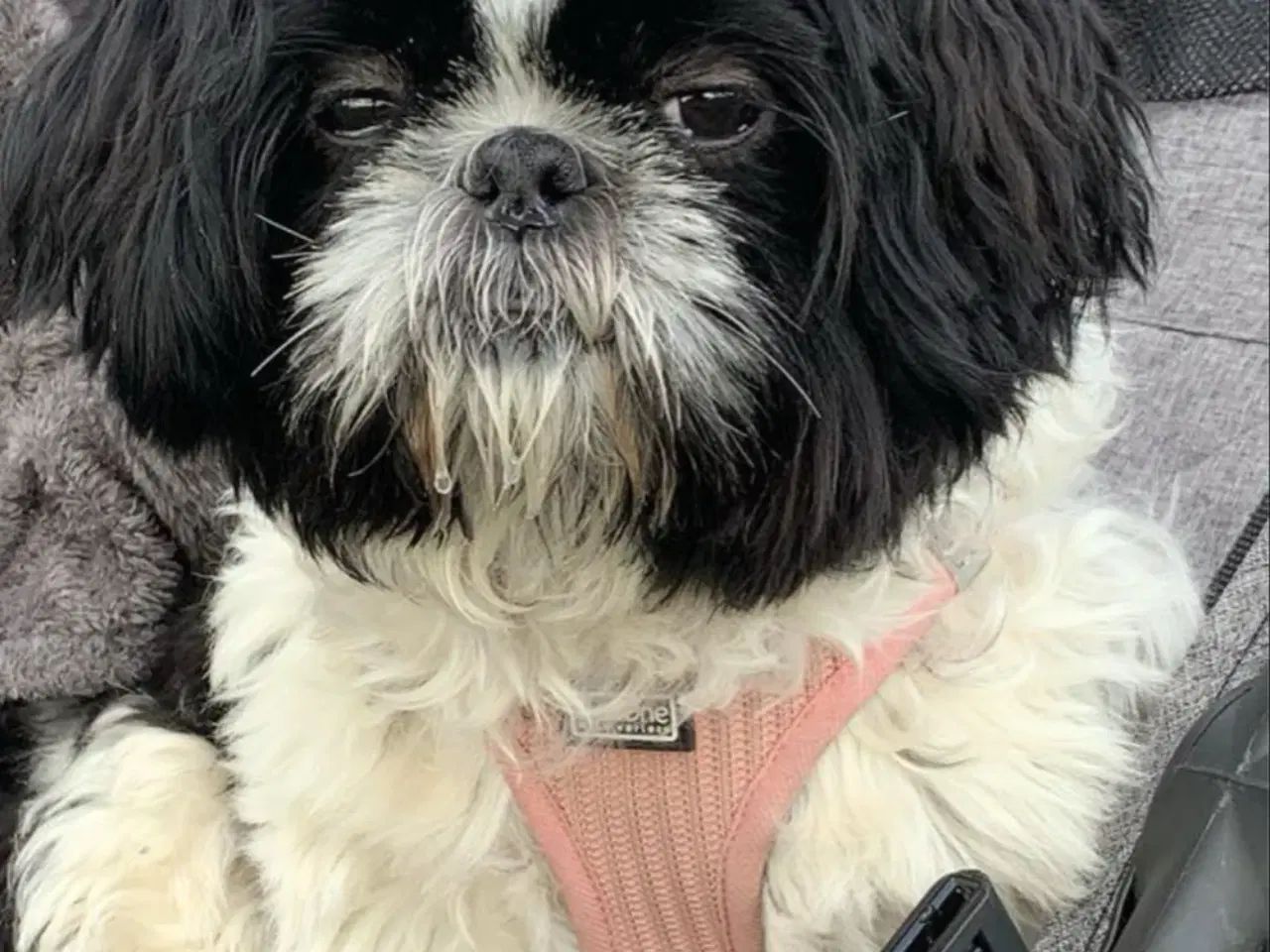 Billede 6 - Skønneste små shihpoo